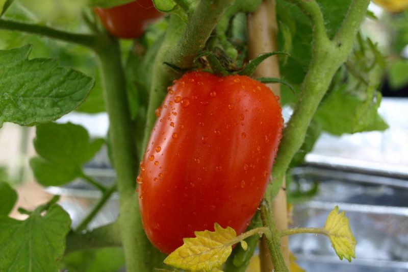 The San Marzano Tomato Italian Sauce Heirloom Tomato (Sardinian