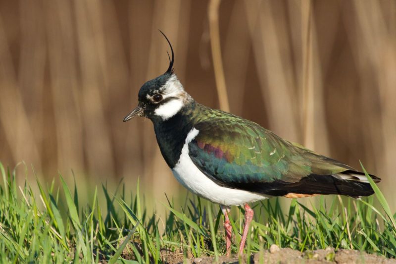 what bird is the symbol of sardinia