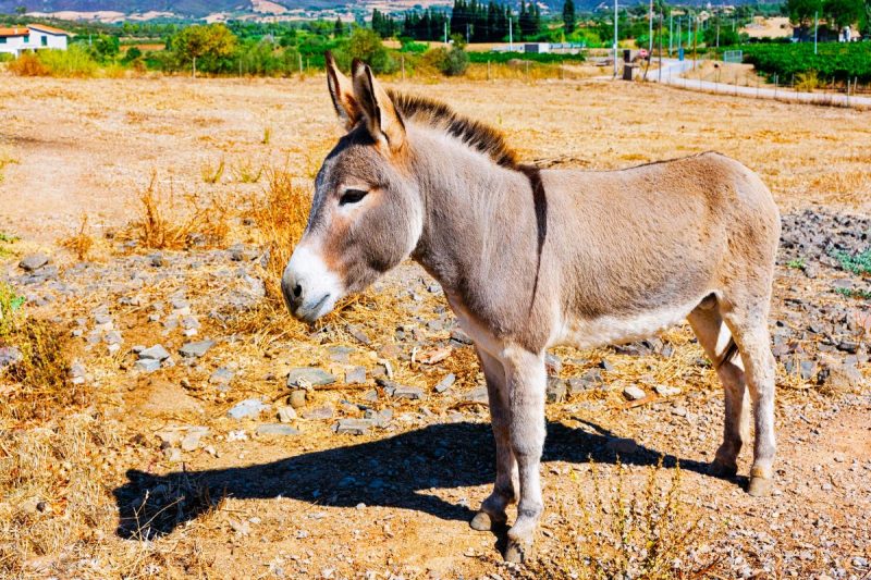 Investing In Agriculture In Sardinia