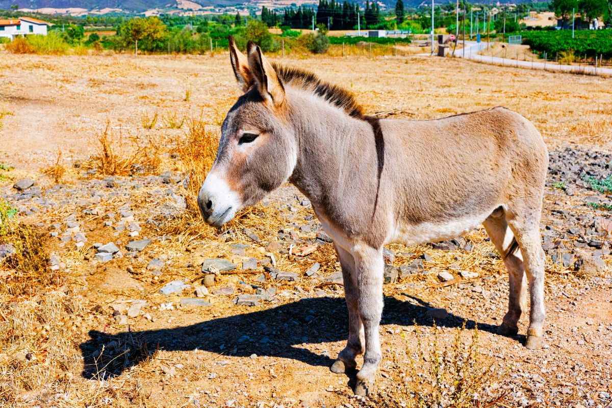 Investing In Agriculture In Sardinia