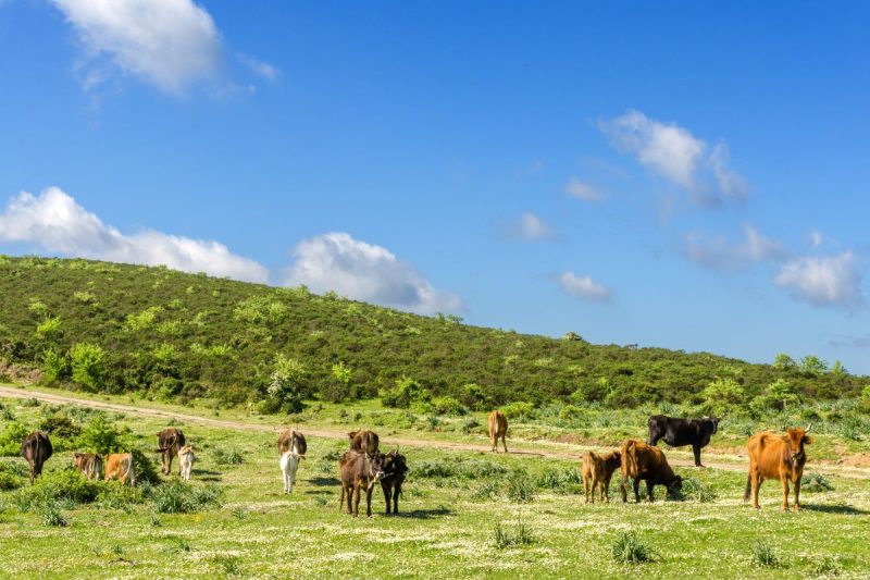 Sardinian Farm Tourism
